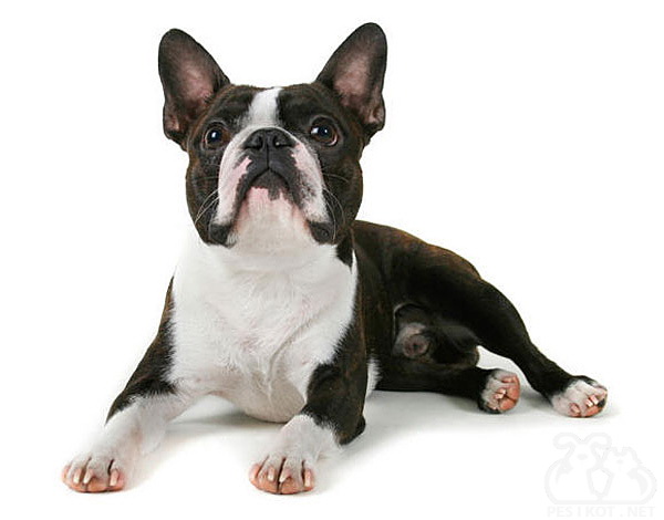 dog-boston-terrier-1.jpg