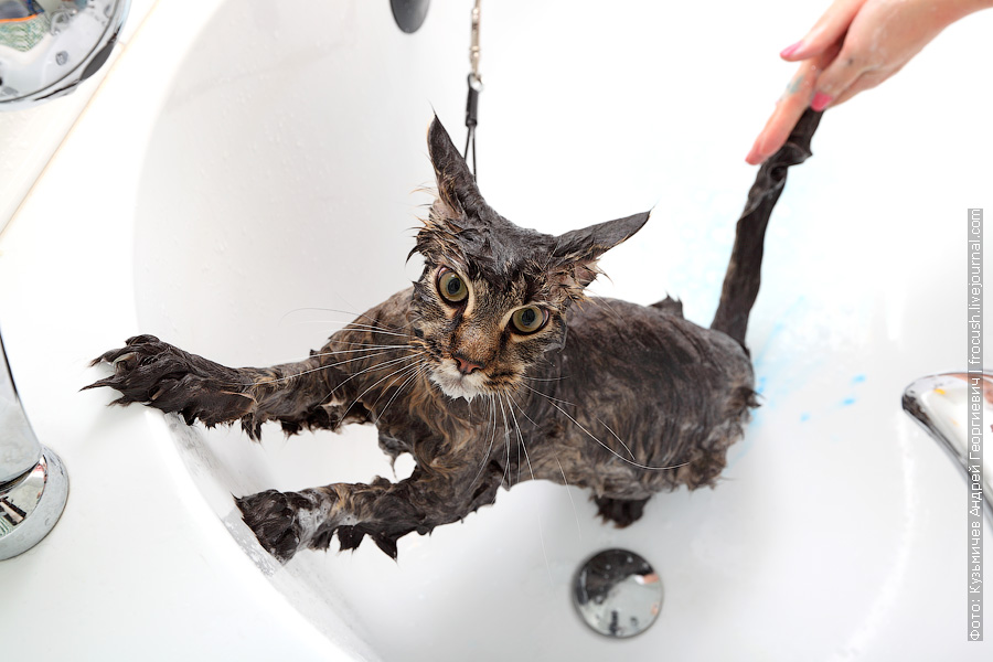 аллергия_2.jpg bigpicture-bathedcat11.jpg