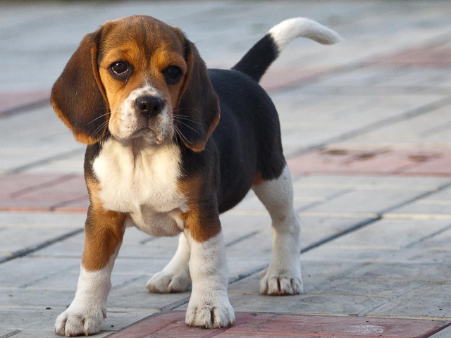 Animals___Dogs_Funny_beagle_puppy_on_the_sidewalk_049947_29.jpg